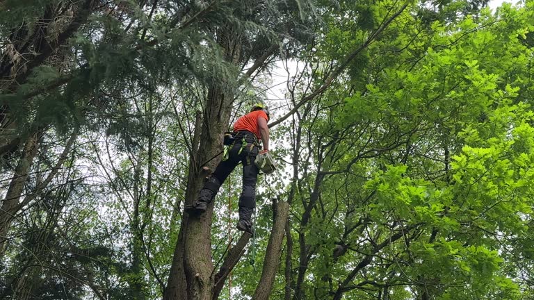 Best Lot and Land Clearing  in Tukwila, WA