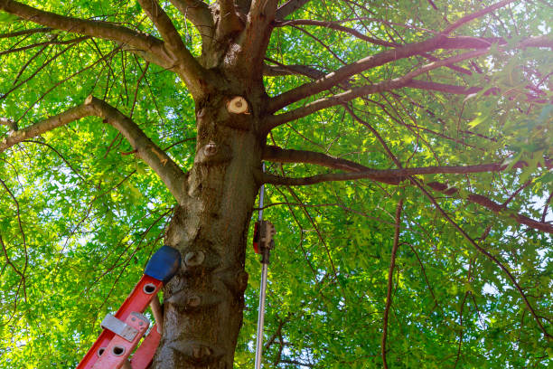 How Our Tree Care Process Works  in  Tukwila, WA
